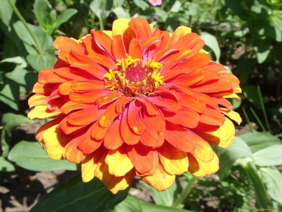 Циния Примавера