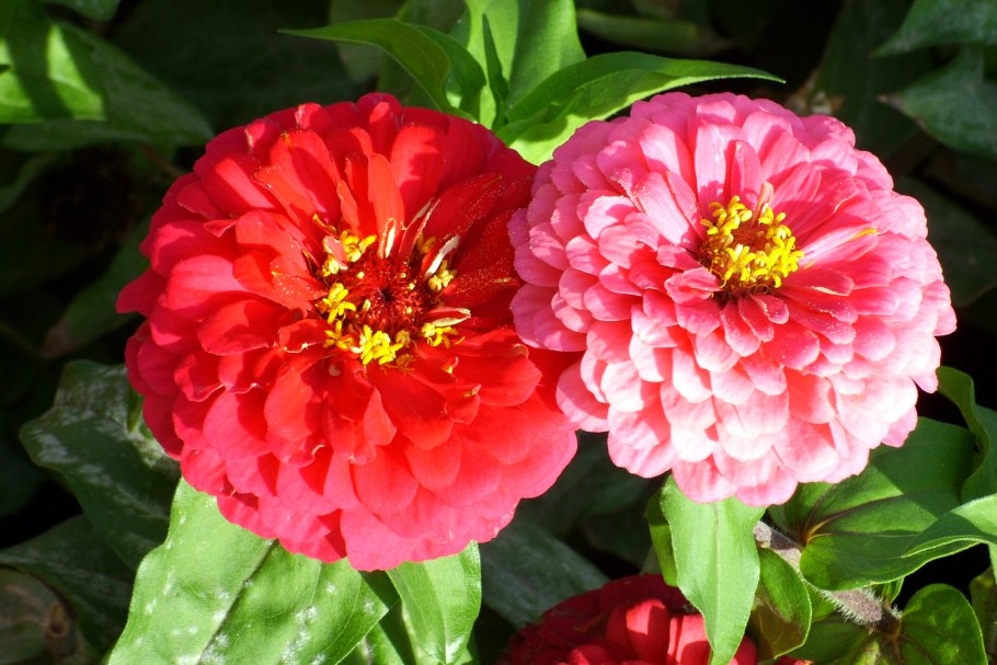 Циния Моника