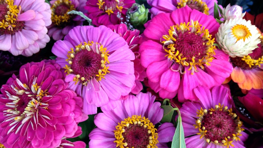 Цинния (Zinnia)