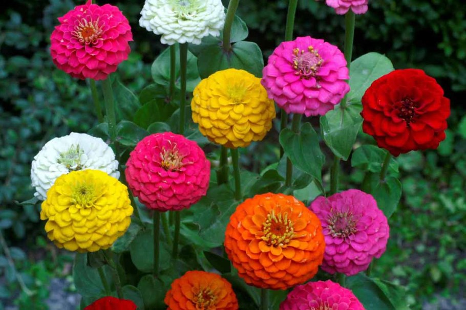 Цинния изящная (Zinnia elegans) "Dreamland f1"