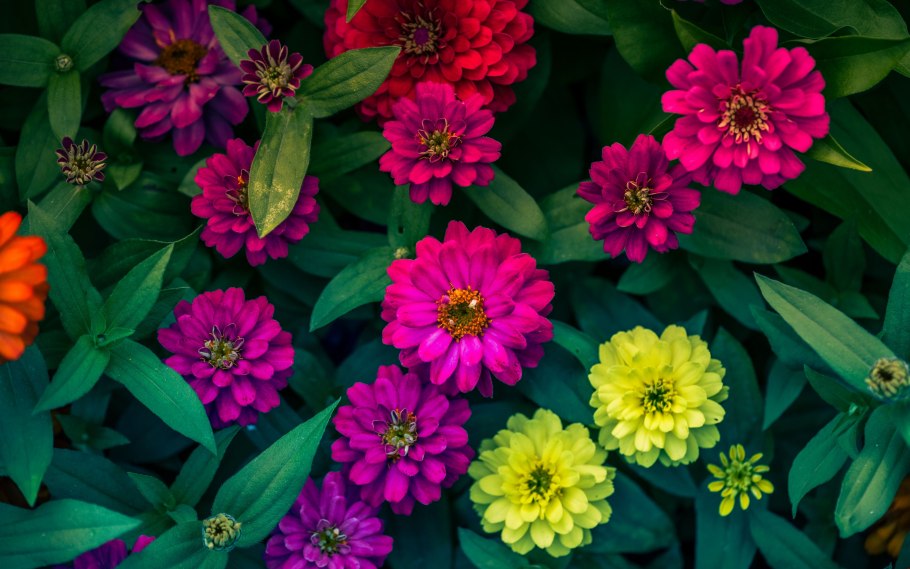 Циния Моника