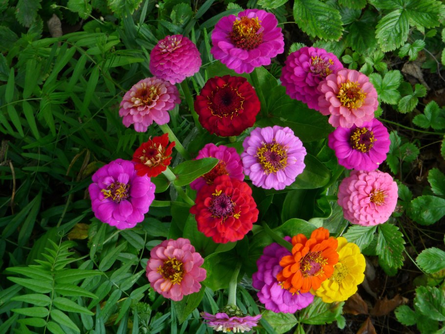 Циния,майоры майоры циния