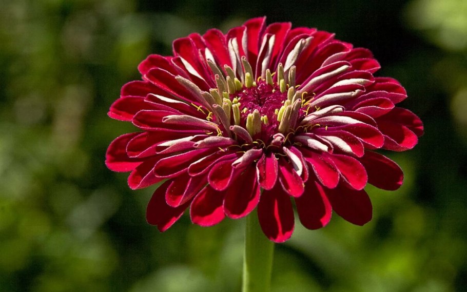 Цветы цинии