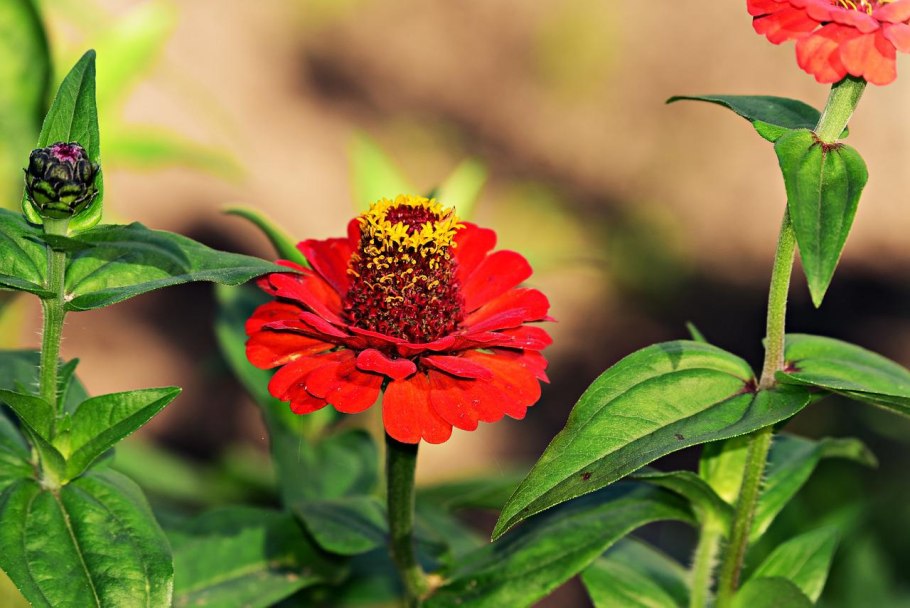 Zinnia peruviana цветок