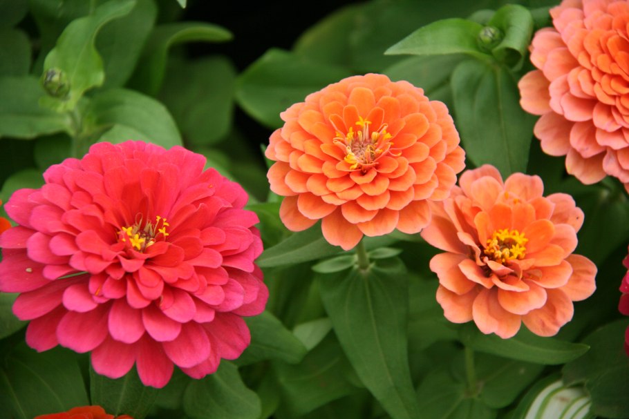 Цинния Дримленд микс