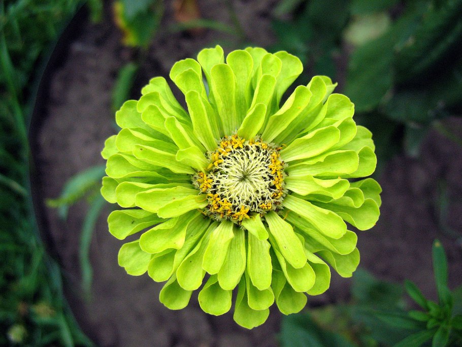 Цинния Мексика Майя