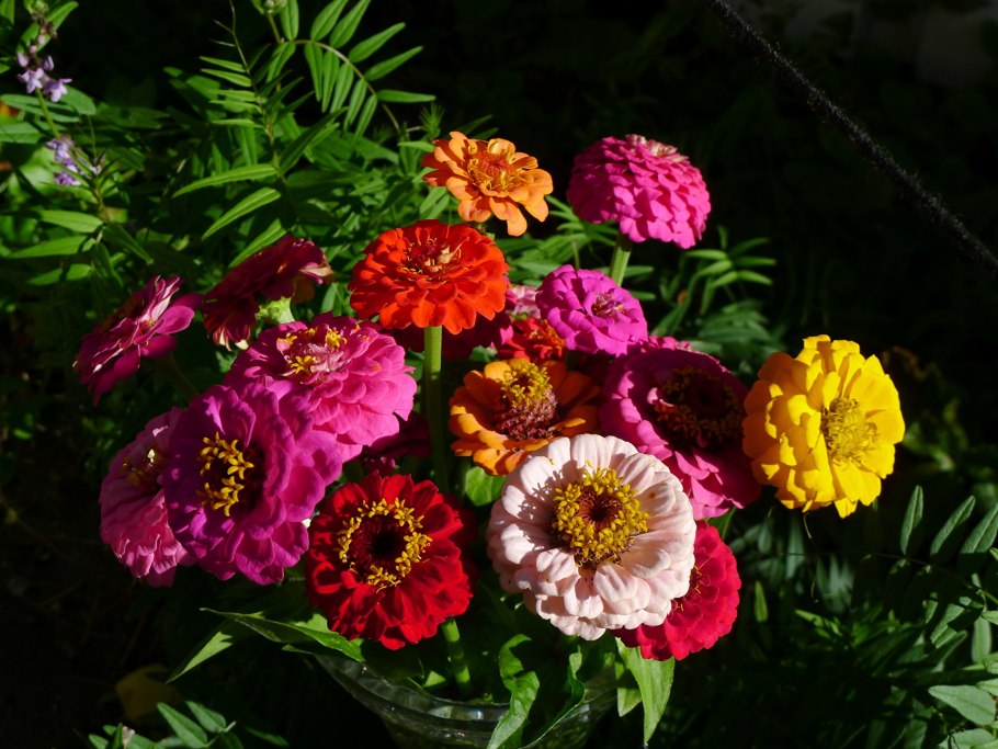 Циния майоры