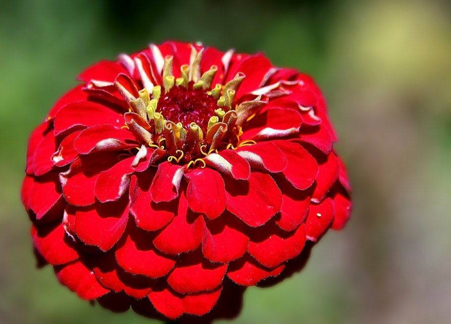 Цинния исполин малиновый