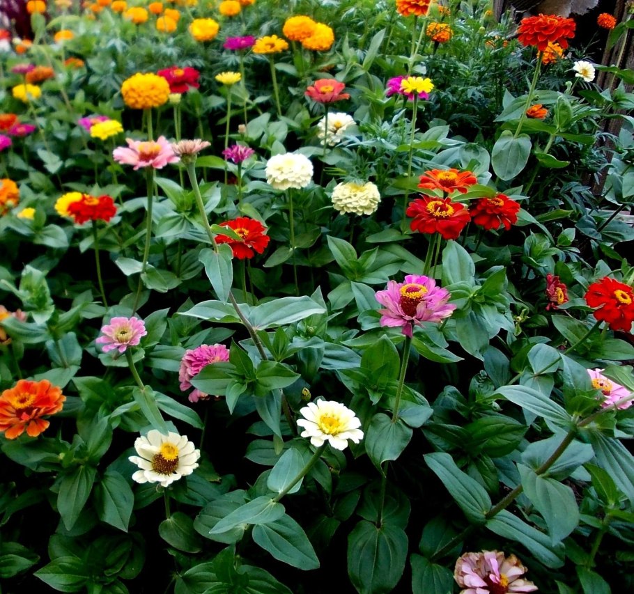 Цинния Тополино Скарлет