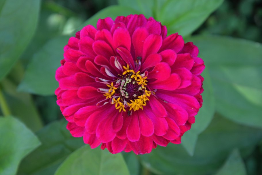 Цинния мастер черри Роуз