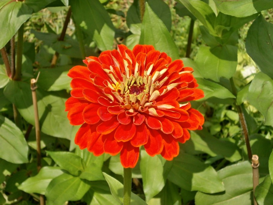 Цинния изящная (Zinnia elegans)