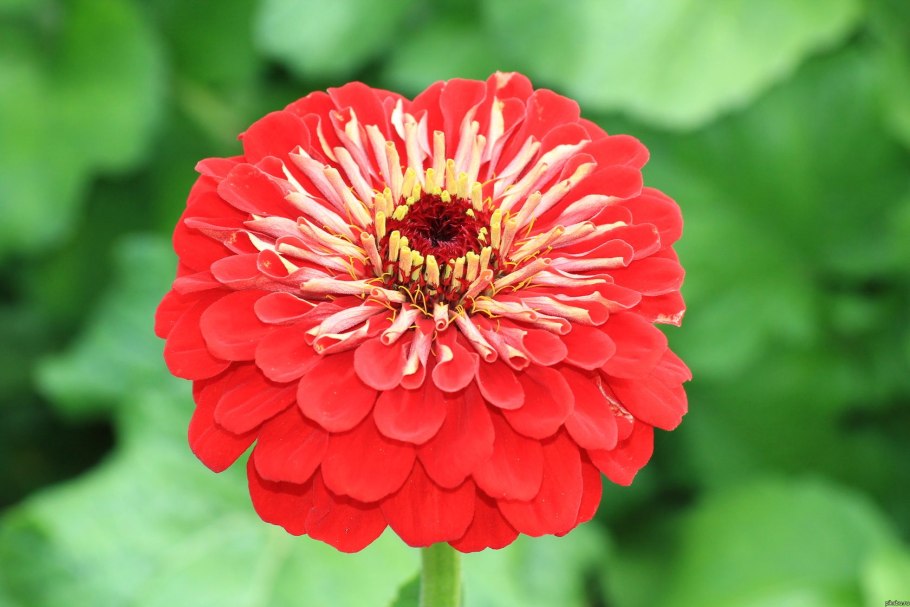 Циния красная