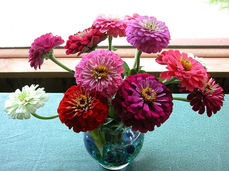 Циния Букетная