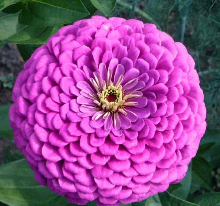 Циния Королевский пурпур