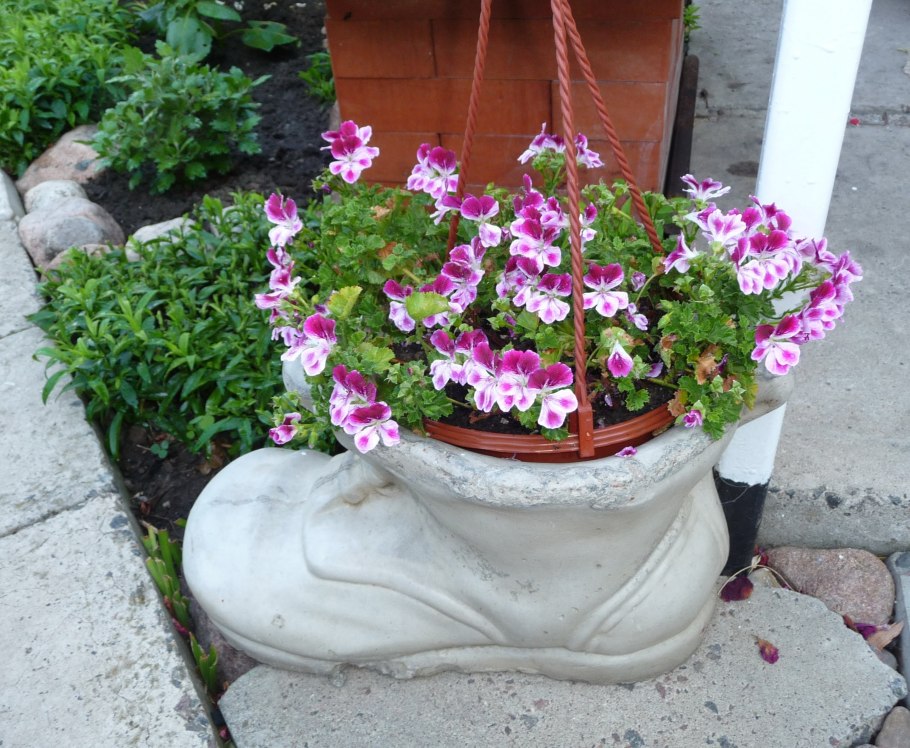 Пеларгония герань на клумбе