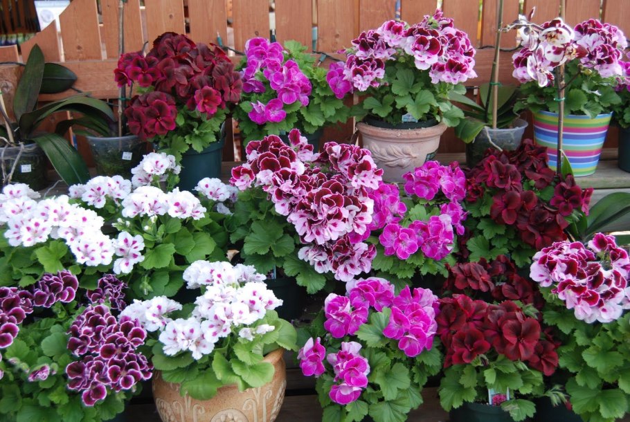 Цветник из пеларгонии