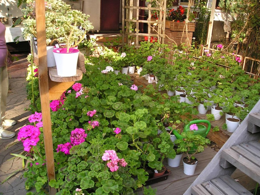 Герань усадьба