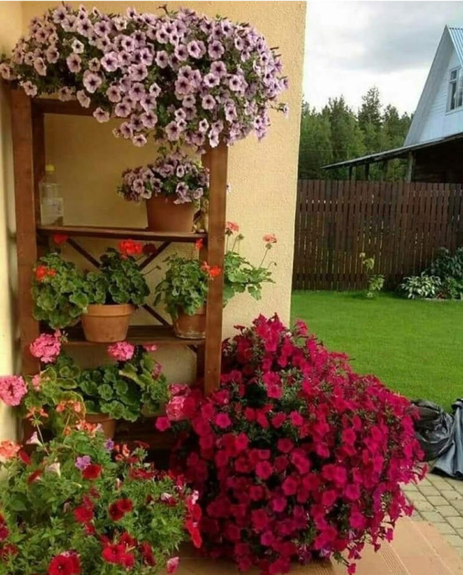 Петуния Королевская клумба