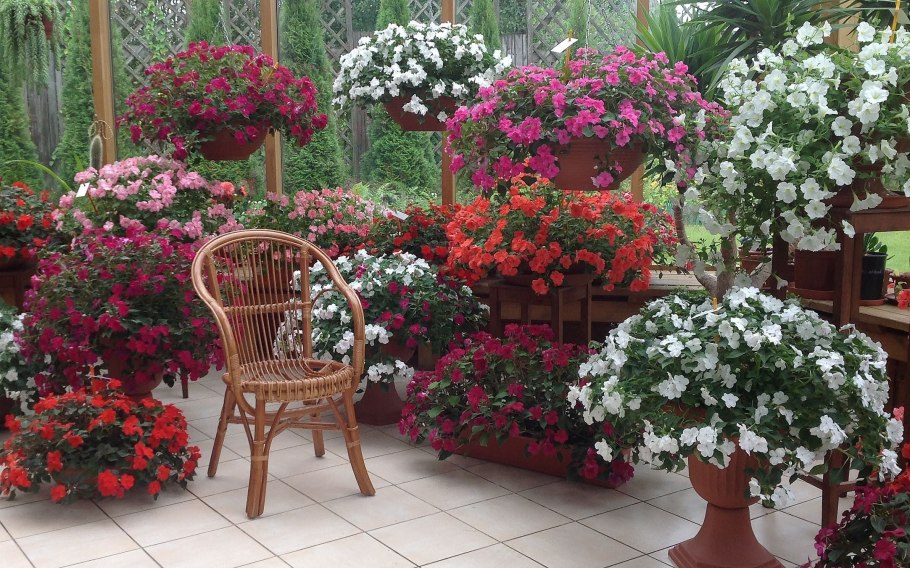 Бальзамин в ландшафте