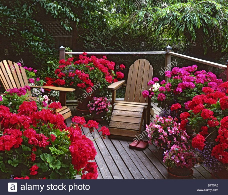 Герань на клумбе