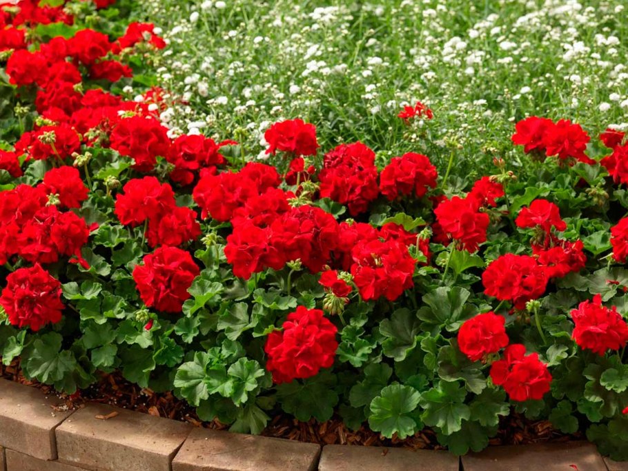 Пеларгония Садовая