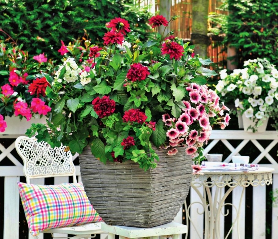 Георгины и петунии