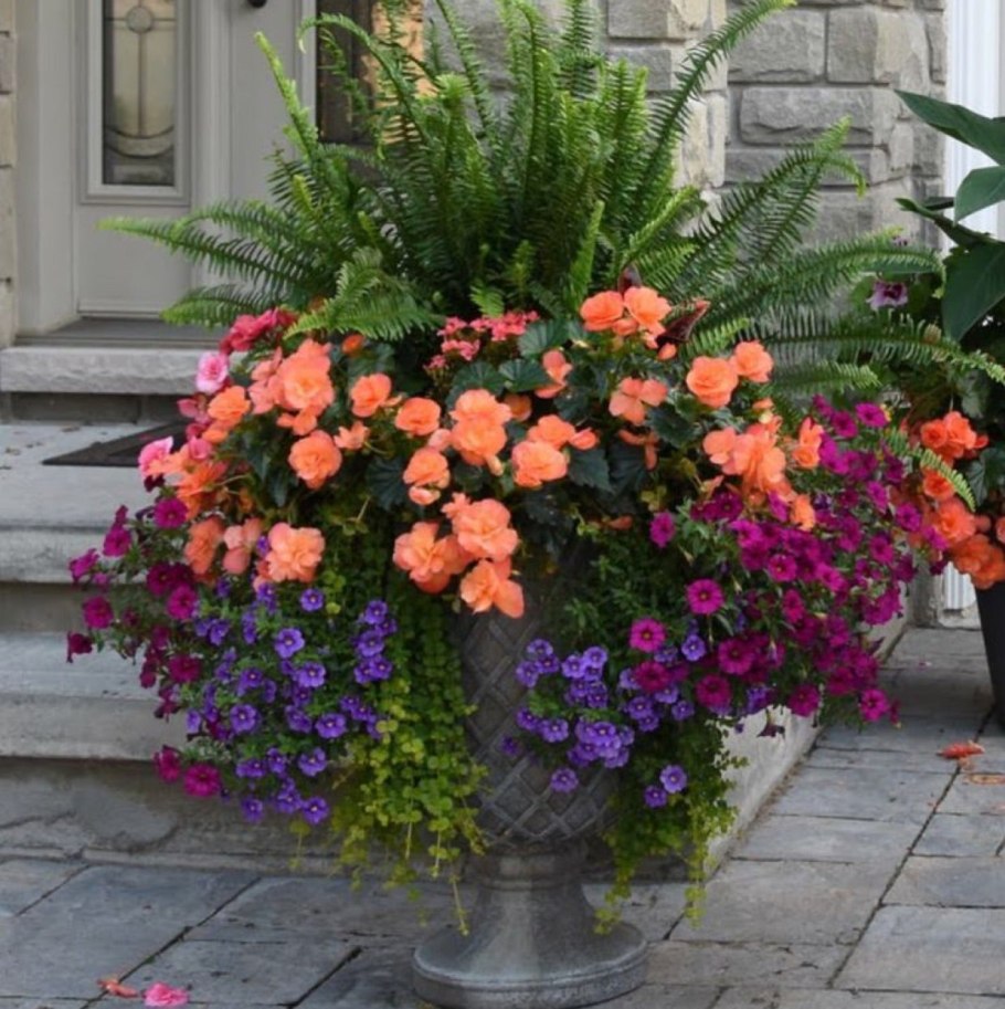 Пеларгония с дихондрой