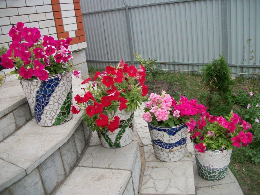 Петунии в розарии