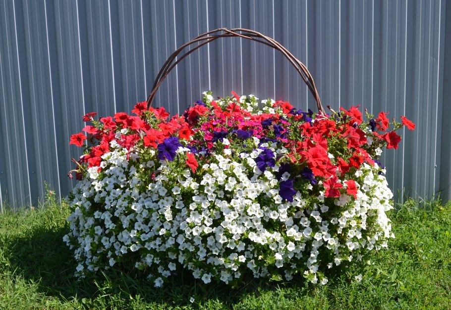Лобелия ампельная и петуния