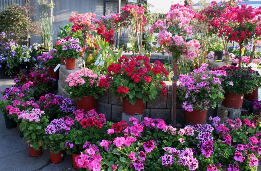 Цветочная рассада «пеларгония»