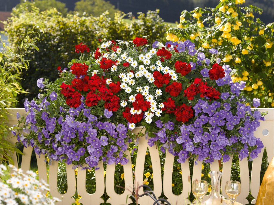 Петунии, лобелия, алиссум