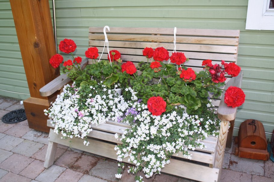 Пеларгония в ящиках