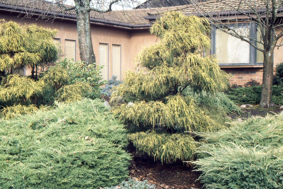 Кипарис Филифера Ауреа