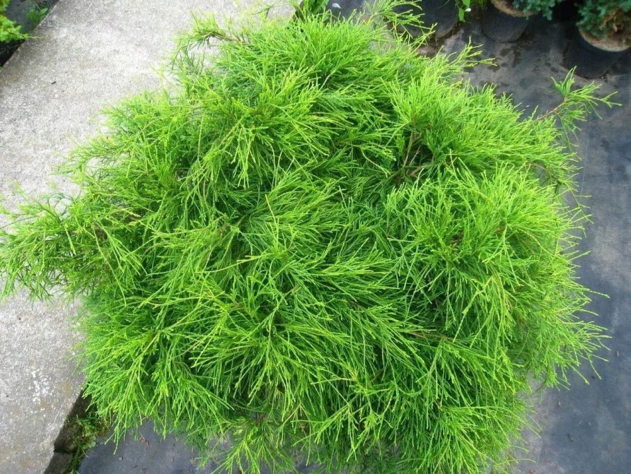 Кипарисовик горохоплодный Филифера Нана