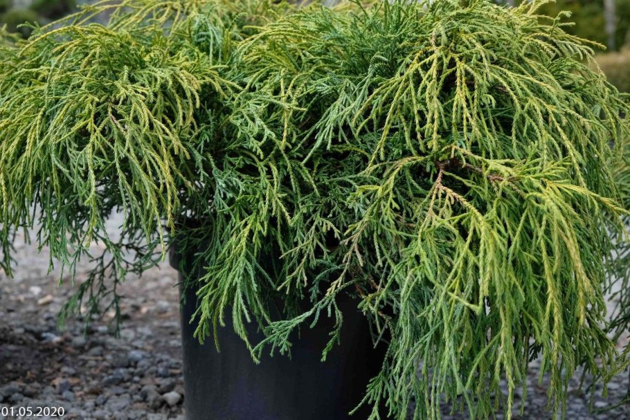 Кипарисовик Филифера Нана