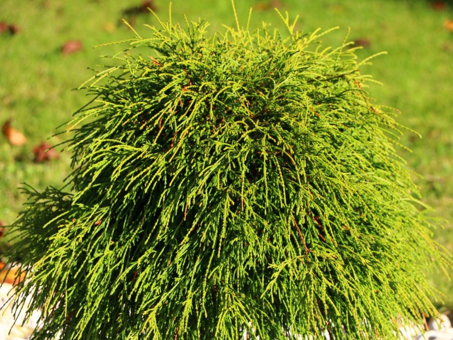 Кипарисовик горохоплодный Нана