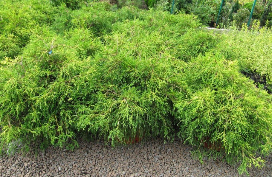 Можжевельник Санголд