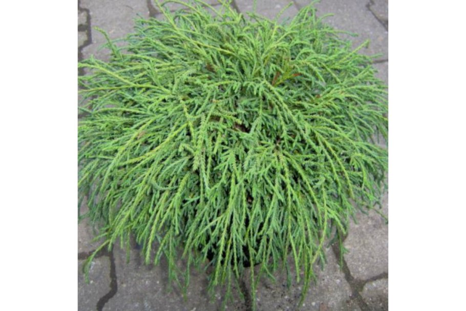 Кипарисовик горохоплодный Филифера Нана