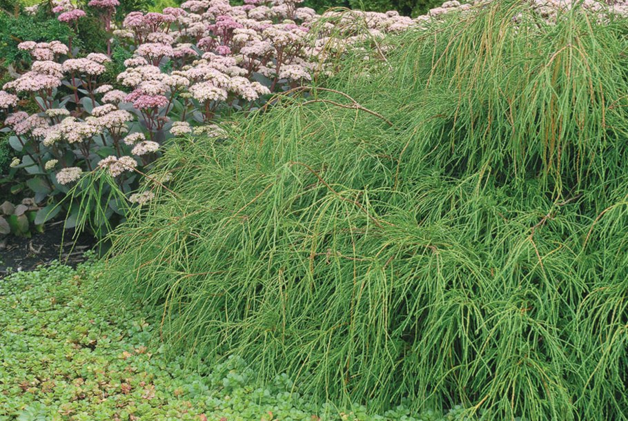 Можжевельник Филифера Нана