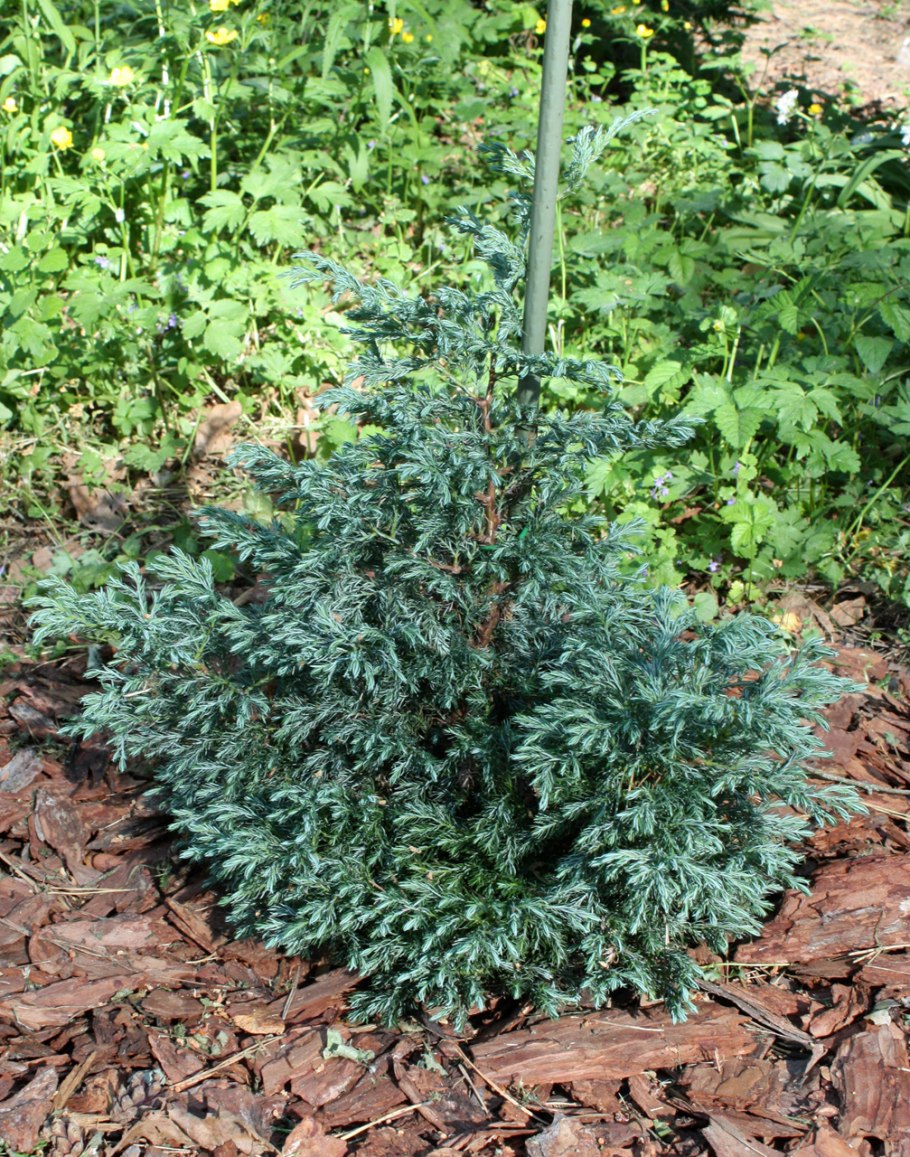 Кипарисовик горохоплодный Boulevard