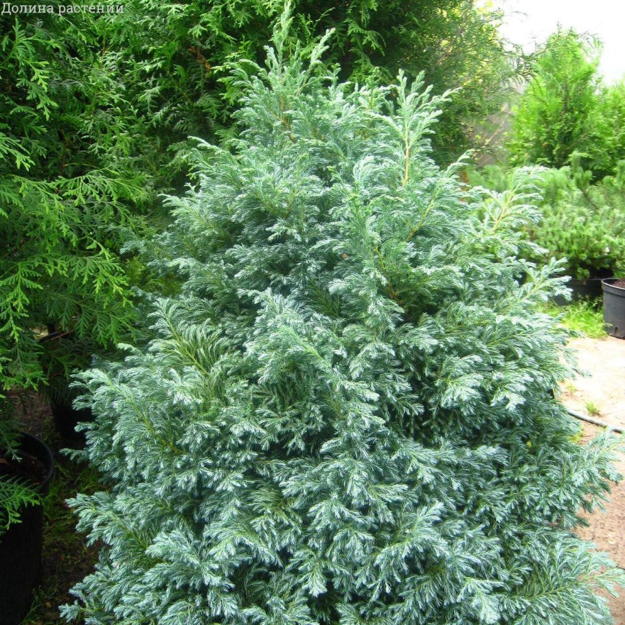 Кипарисовик горохоплодный бэби Блю