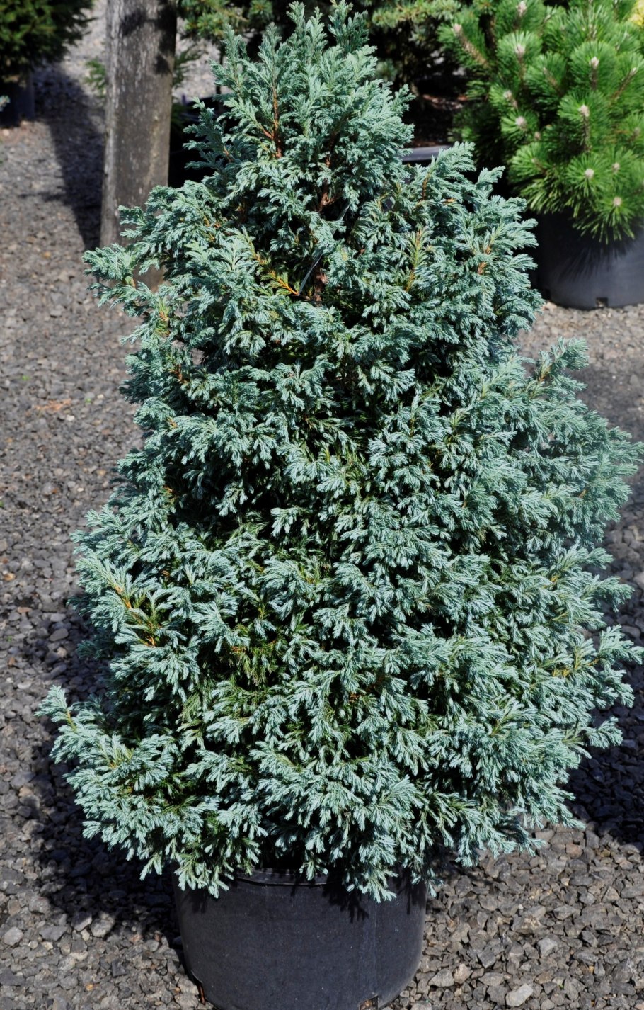 Кипарисовик горохоплодный Булевар