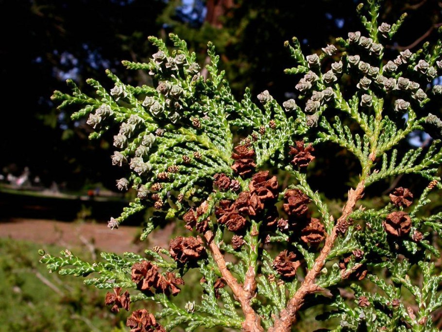 Кипарисововник горохоплодный