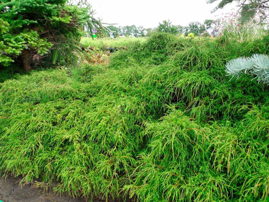 Кипарисовик горохоплодный Филифера