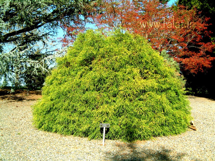 Кипарисовик горохоплодный Sungold