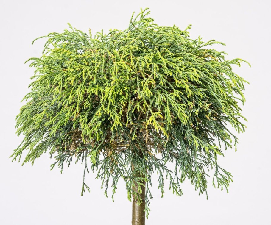 Кипарисовик горохоплодный Филифера Грацилис