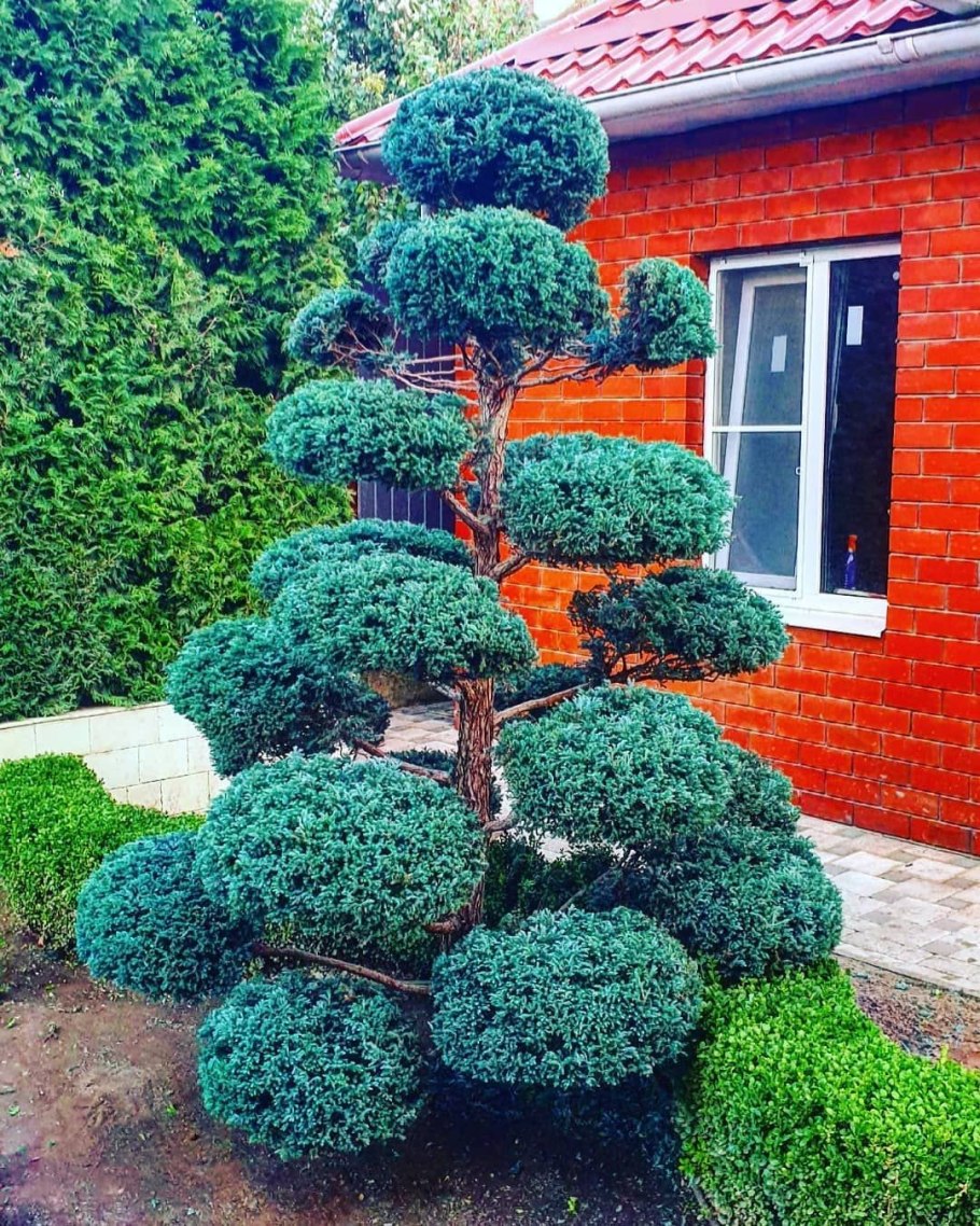 Кипарисовик горохоплодный булевард