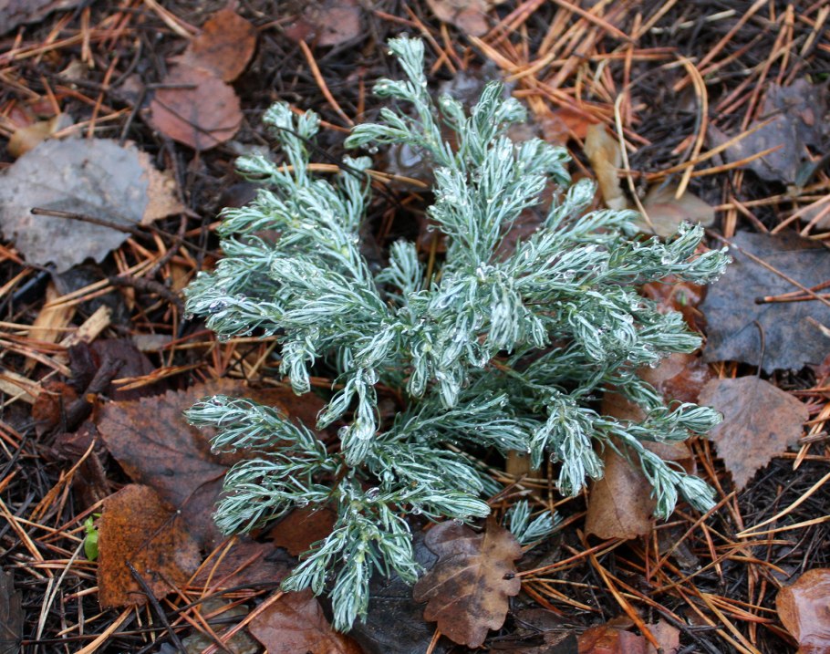 Кипарисовик горохоплодный «булевард» Chamaecyparis pisifera “Boulevard”