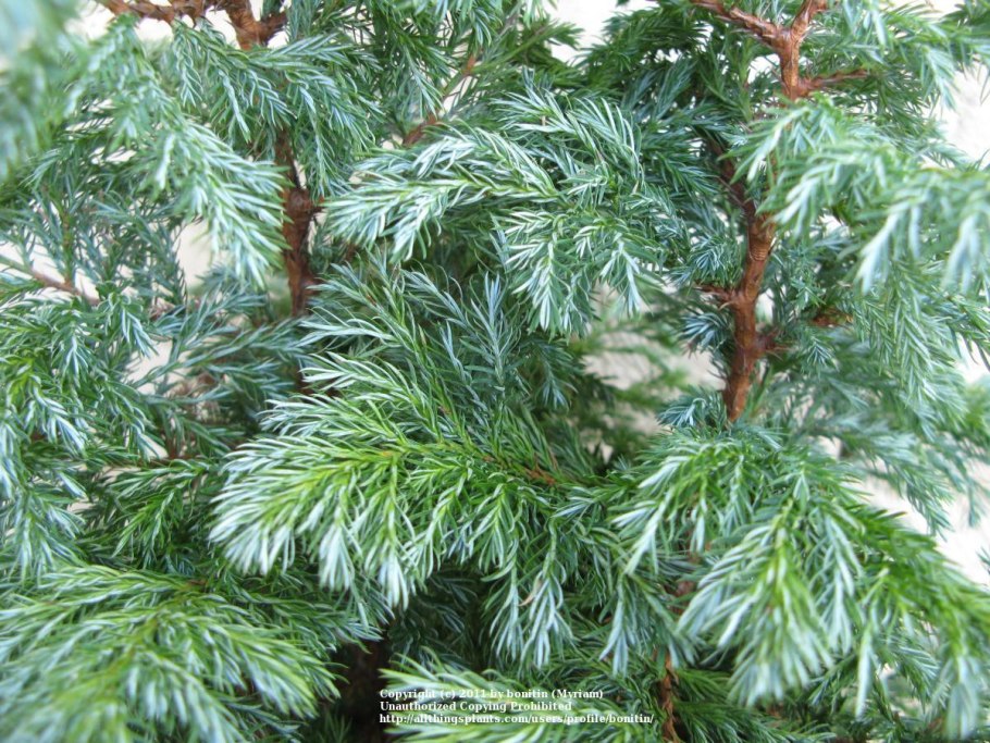 Кипарисовик горохоплодный Boulevard