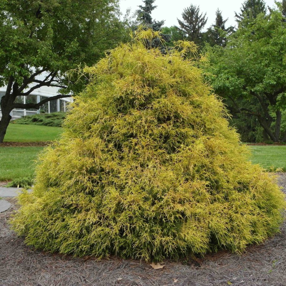 Кипарисовик Голден МОП